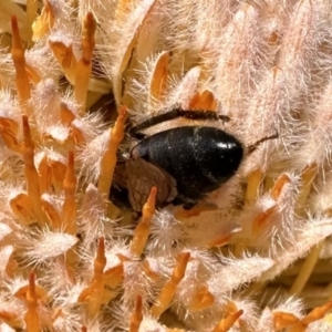 Apis mellifera at Acton, ACT - 22 Sep 2023