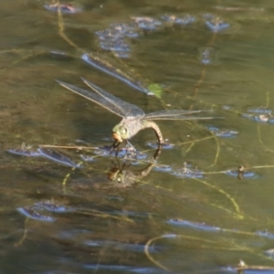 Anax papuensis at Mongarlowe, NSW - 22 Sep 2023