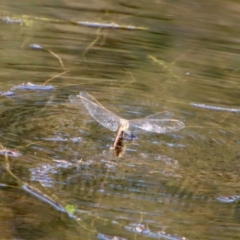 Anax papuensis at Mongarlowe, NSW - 22 Sep 2023