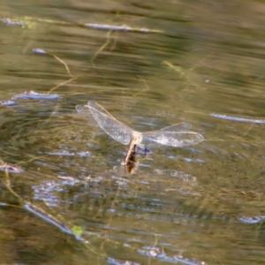 Anax papuensis at Mongarlowe, NSW - 22 Sep 2023