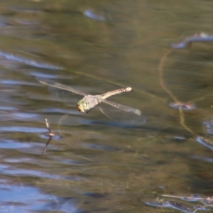 Anax papuensis at Mongarlowe, NSW - 22 Sep 2023