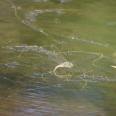 Anax papuensis at Mongarlowe, NSW - 22 Sep 2023