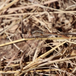 Diplacodes bipunctata at Charleys Forest, NSW - 22 Sep 2023