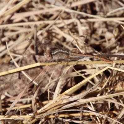 Diplacodes bipunctata (Wandering Percher) at Charleys Forest, NSW - 22 Sep 2023 by LisaH