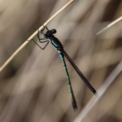 Austrolestes psyche (Cup Ringtail) at Mongarlowe, NSW - 22 Sep 2023 by LisaH