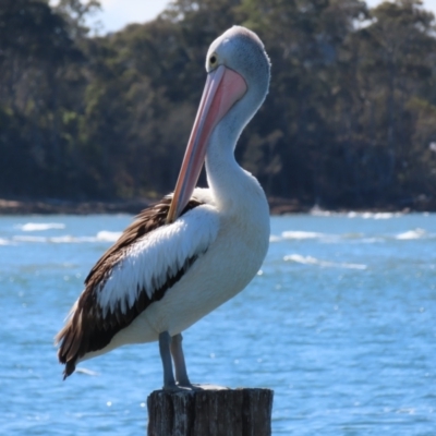 Pelecanus conspicillatus (Australian Pelican) at Batemans Bay, NSW - 22 Sep 2023 by MatthewFrawley
