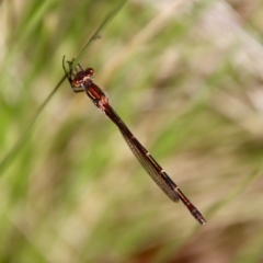 Austrolestes psyche (Cup Ringtail) at Mongarlowe, NSW - 22 Sep 2023 by LisaH