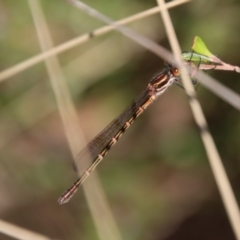 Austrolestes psyche at Mongarlowe, NSW - 22 Sep 2023