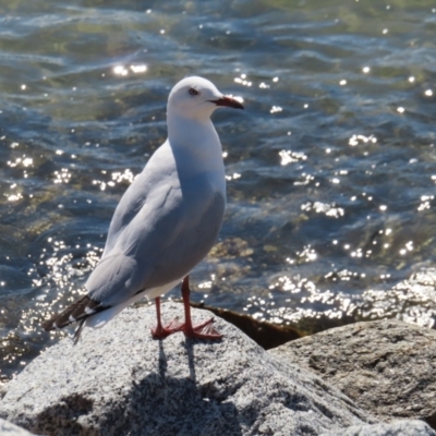 Chroicocephalus novaehollandiae (Silver Gull) at Batemans Bay, NSW - 21 Sep 2023 by MatthewFrawley