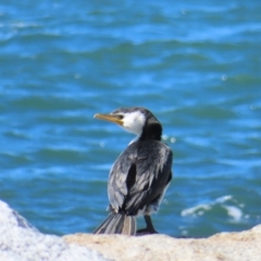 Microcarbo melanoleucos (Little Pied Cormorant) at Batemans Bay, NSW - 22 Sep 2023 by MatthewFrawley