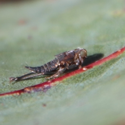 Atrapsalta furcilla at  - suppressed by LisaH