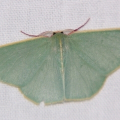 Chlorocoma assimilis (Golden-fringed Emerald Moth) at Sheldon, QLD - 14 Aug 2007 by PJH123