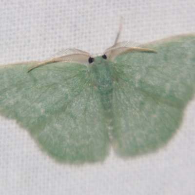 Chlorocoma tachypora (Flappy Emerald) at Sheldon, QLD - 14 Aug 2007 by PJH123