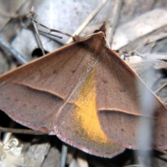 Epidesmia chilonaria (Golden-winged Epidesmia) at Sheldon, QLD - 14 Aug 2007 by PJH123