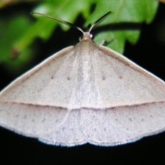 Epidesmia tryxaria (Neat Epidesmia) at Sheldon, QLD - 14 Aug 2007 by PJH123