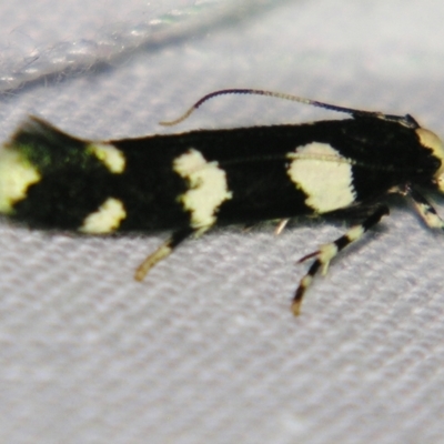 Limnaecia scoliosema (A Cosmet moth) at Sheldon, QLD - 14 Aug 2007 by PJH123