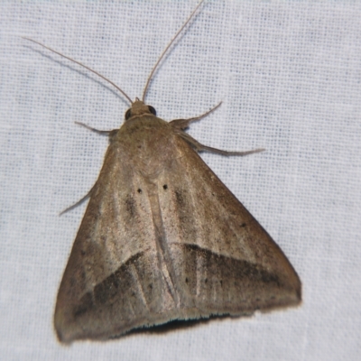 Mocis frugalis (Sugarcane Looper (Erebinae)) at Sheldon, QLD - 14 Aug 2007 by PJH123