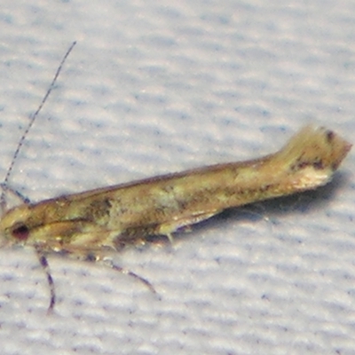 Anatrachyntis badia (Florida Pink Scavenger) at Sheldon, QLD - 14 Aug 2007 by PJH123