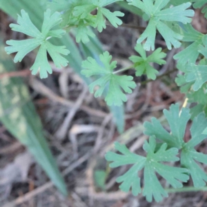 Geranium sp. at Turner, ACT - 18 Sep 2023