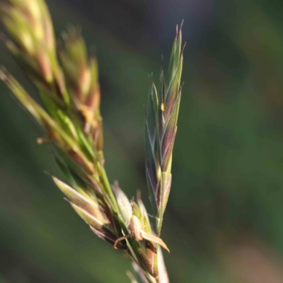 Bromus catharticus (Prairie Grass) at Sullivans Creek, Turner - 18 Sep 2023 by ConBoekel