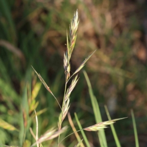 Bromus catharticus at Turner, ACT - 18 Sep 2023 04:50 PM