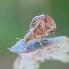 Gonipterus scutellatus (Eucalyptus snout beetle, gum tree weevil) at Turner, ACT - 18 Sep 2023 by ConBoekel