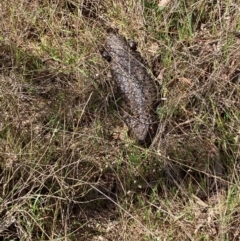 Tiliqua rugosa (Shingleback Lizard) at Hall, ACT - 20 Sep 2023 by Rosie