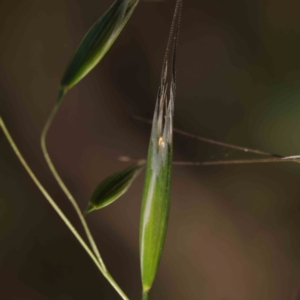 Avena sp. at Turner, ACT - 18 Sep 2023 04:46 PM