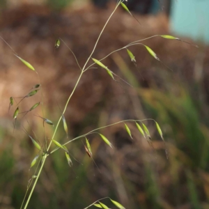 Avena sp. at Turner, ACT - 18 Sep 2023 04:46 PM