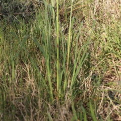 Avena sp. at Turner, ACT - 18 Sep 2023