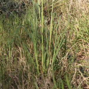 Avena sp. at Turner, ACT - 18 Sep 2023