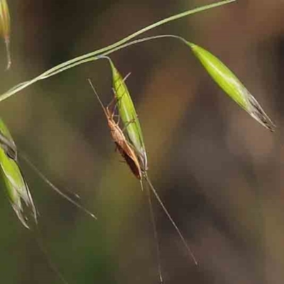 Mutusca brevicornis (A broad-headed bug) at Turner, ACT - 18 Sep 2023 by ConBoekel