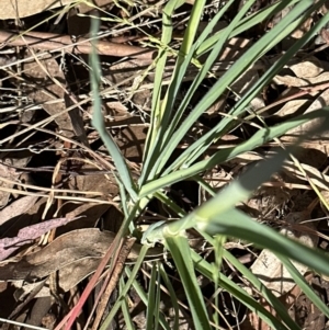 Avena sp. at Aranda, ACT - 23 Sep 2023