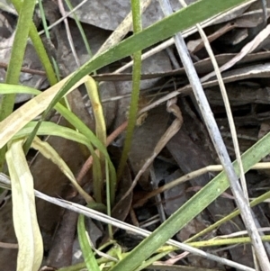 Microseris walteri at Cook, ACT - 23 Sep 2023