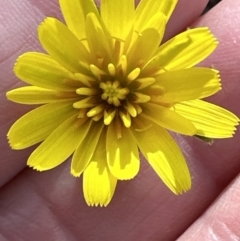 Microseris walteri at Cook, ACT - 23 Sep 2023 09:25 AM