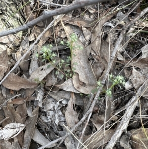 Poranthera microphylla at Cook, ACT - 23 Sep 2023