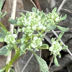 Poranthera microphylla at Cook, ACT - 23 Sep 2023