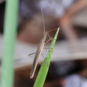 Mutusca brevicornis at Turner, ACT - 18 Sep 2023