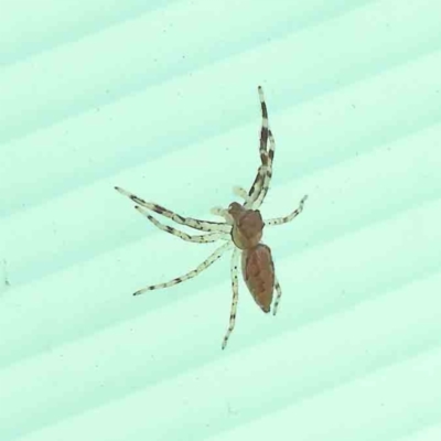 Helpis sp. (genus) (Unidentified Bronze Jumping Spider) at Sullivans Creek, Turner - 18 Sep 2023 by ConBoekel