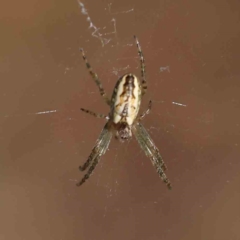 Plebs bradleyi (Enamelled spider) at Sullivans Creek, Turner - 18 Sep 2023 by ConBoekel
