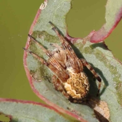 Salsa fuliginata (Sooty Orb-weaver) at Sullivans Creek, Turner - 18 Sep 2023 by ConBoekel