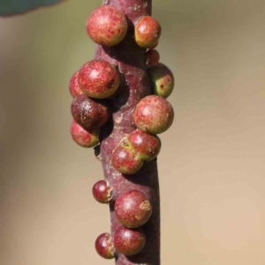 Eucalyptus insect gall at Turner, ACT - 18 Sep 2023 04:34 PM