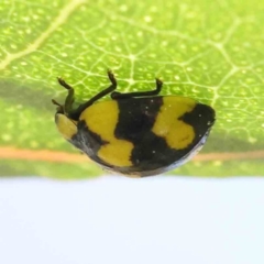 Illeis galbula (Fungus-eating Ladybird) at Turner, ACT - 18 Sep 2023 by ConBoekel