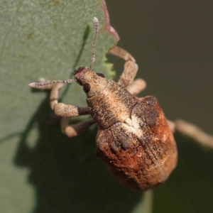 Gonipterus scutellatus at Turner, ACT - 18 Sep 2023