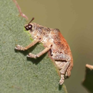 Gonipterus scutellatus at Turner, ACT - 18 Sep 2023