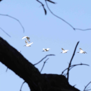 Threskiornis molucca at Turner, ACT - 18 Sep 2023