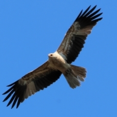 Haliastur sphenurus (Whistling Kite) at Bandiana, VIC - 17 Sep 2023 by KylieWaldon