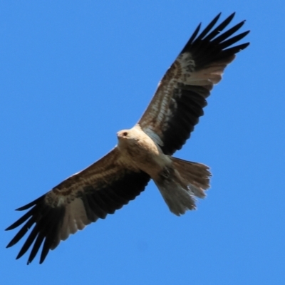 Haliastur sphenurus (Whistling Kite) at Bandiana, VIC - 17 Sep 2023 by KylieWaldon