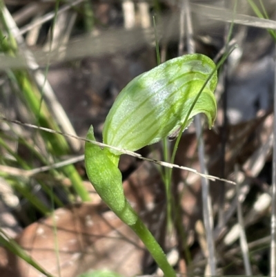 Pterostylis nutans (Nodding Greenhood) at Bruce Ridge to Gossan Hill - 23 Sep 2023 by JVR