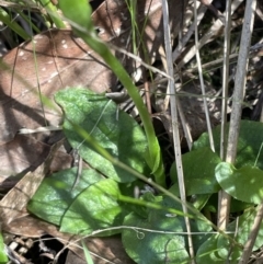 Pterostylis nutans at Bruce, ACT - 23 Sep 2023